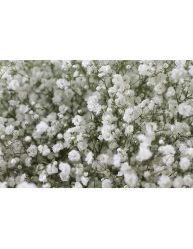 Gypsophila By the Box 13 Bunches
