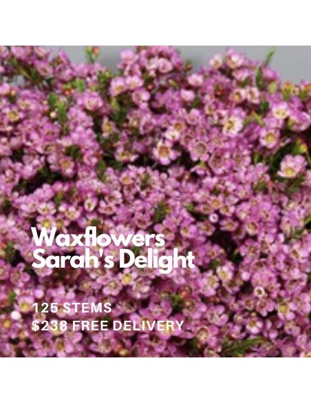 Waxflower Sarahs Delight big bloom 125 stems