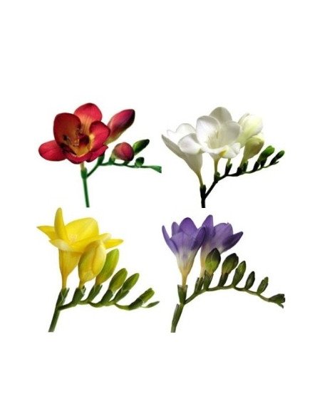 Freesia Assorted By the Box 10 Bunches