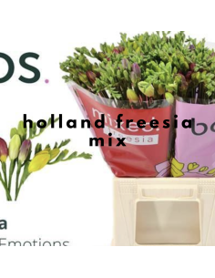 Freesia Assorted By the Box 10 Bunches 2