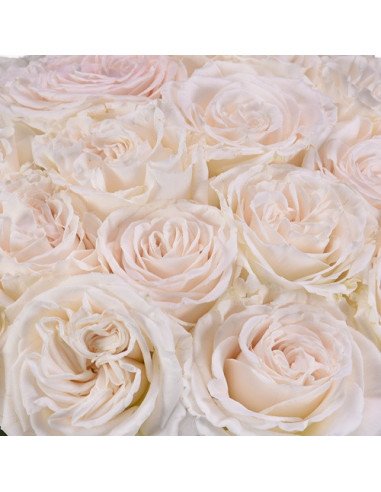 Playa Blanca Roses 100 stems Playa Blanca Roses 100 stems