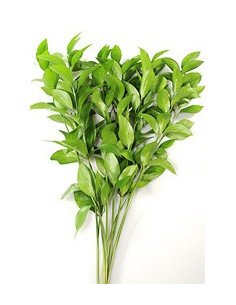 Israeli Ruscus 200 stems BULK BOX 2