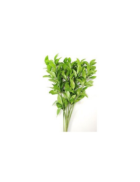 Ruscus Israeli