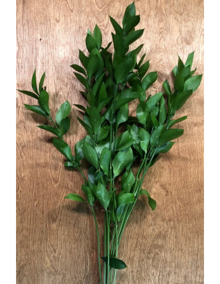 Israeli Ruscus — 200 Stems BULK BOX | Wholesale & Bulk Greenery