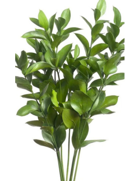 Israeli Ruscus — 200 Stems BULK BOX | Wholesale & Bulk Greenery