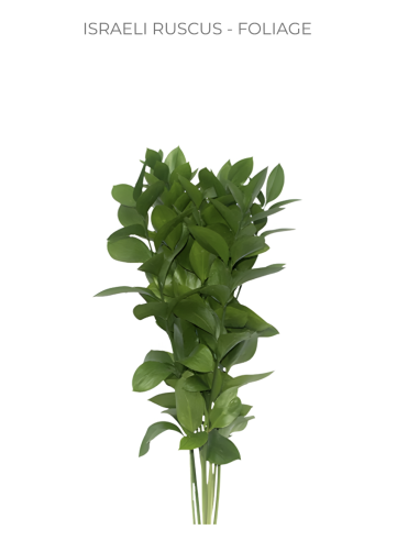 Israeli Ruscus — 200 Stems BULK BOX | Wholesale & Bulk Greenery