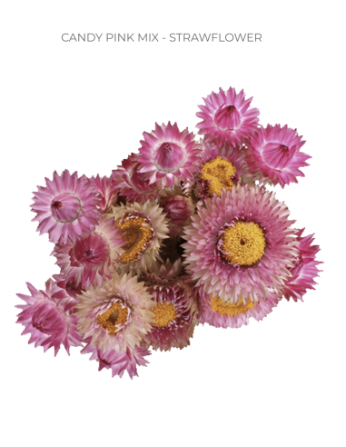 Strawflower Pink Candy Mix 70 stems 60cm