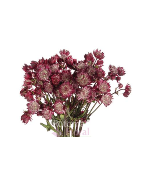 Astrantia Light Pink "roma" 60cm 100 stems