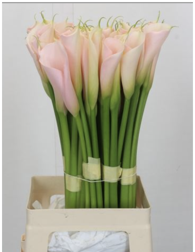 Calla Lily PEACH Premium 60 stems