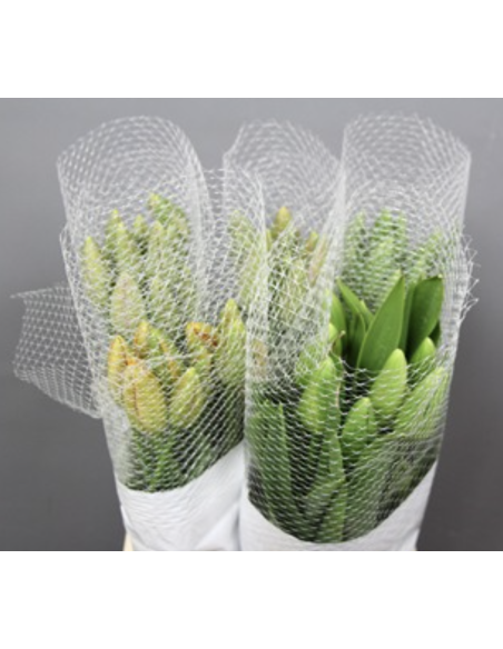 French Tulips Assorted 100 stems