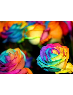Tie Dye Roses 100 Stems 50cm