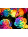 Tie Dye Roses 100 Stems 50cm
