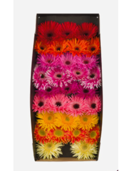 mini gerbera daisy venezi