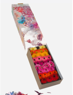 mini gerbera daisy venezi