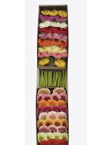 mini gerbera daisy venezi