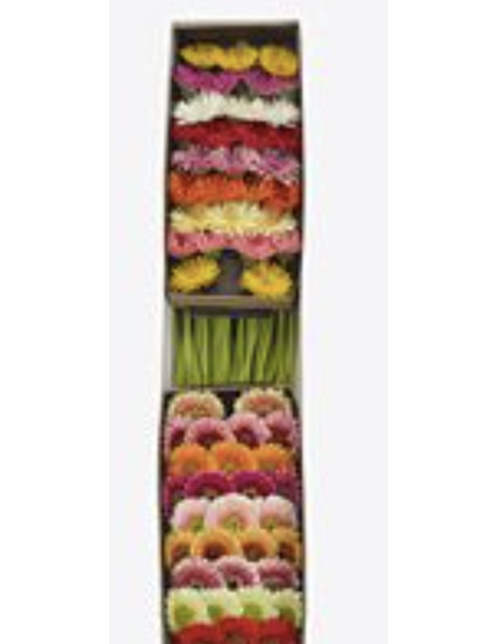 mini gerbera daisy venezi