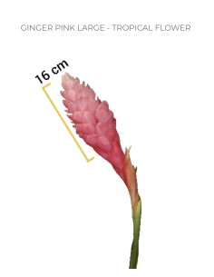 Pink Ginger Bulk Flowers - 30 Stems (36" Tall) | Florasource