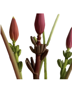Musa Mix 4 stems