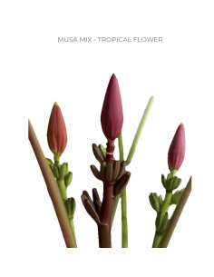 Musa Mix 4 stems 2