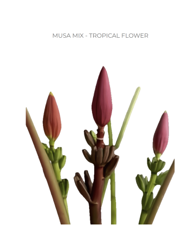 Musa Mix 4 stems Musa Mix 4 stems