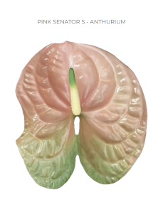 Anthurium Pink Senator Medium 35 stems