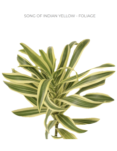 Song of India Yellow Foliage 50 stems