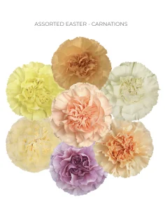 Easter Mix Carnations