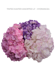 Holiday TINTED Mix Hydrangea 40 stems