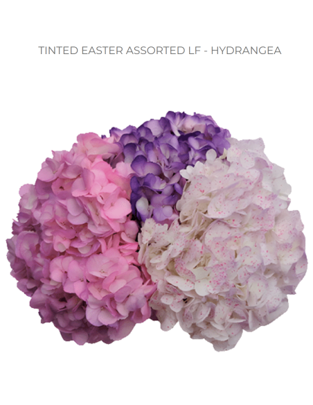Easter TINTED Mix Hydrangea 40 stems