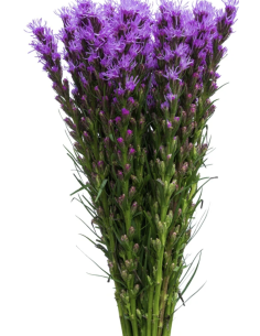 Wholesale Liatris 90cm tall