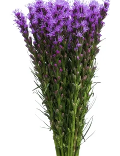 Wholesale Liatris 90cm tall