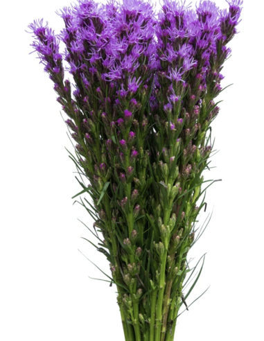 Liatris 90cm 100 Stems | Wholesale Bulk Liatris