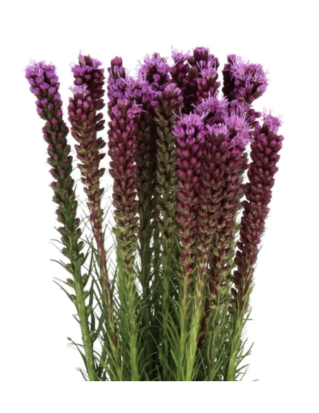 Liatris 90cm 100 Stems | Wholesale Bulk Liatris