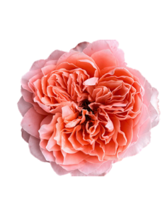 Garden Rose "dragonfly" 100 stems