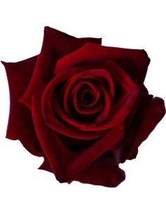 Black Magic Red Roses 50 / 100 / 200  Stems 2