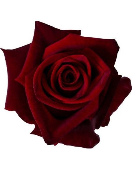 Black Magic Red Roses 50 / 100 / 200  Stems