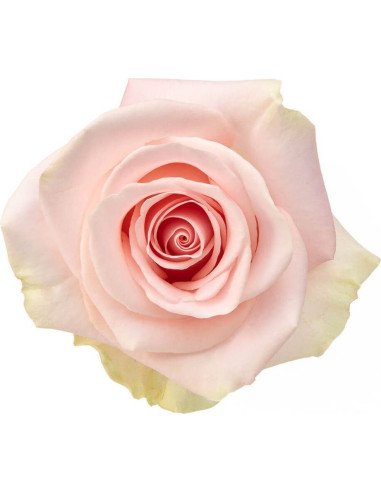 Blessing Pink Rose 50 / 75 / 100 / 200 stems rose Q 50 stems