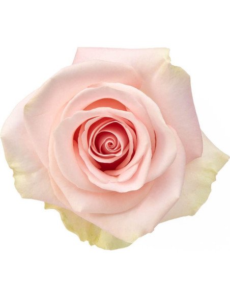 Blessing Pink Rose 50 / 100 / 200 stems