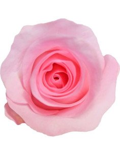 Blushing Akito Pink Rose 50 / 100 / 200 stems 2