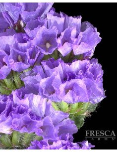 Statice Purple 11 Bunches