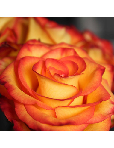 Circus Roses 50 / 100 / 200 stems Circus Roses 50 / 100 / 200 stems