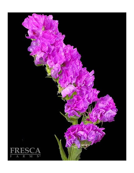 Statice Assorted 11 Bunches