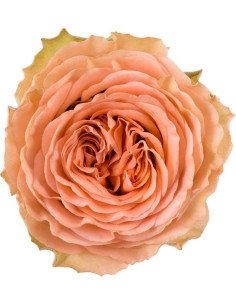Country Home Peach Roses 50 / 100 / 200 stems 2