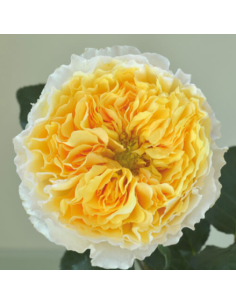 David Austin Garden Rose Beatrice 24 / 36 / 48 Stems 2