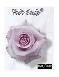 Fair Lady Lavender Rose 50 / 100 / 200 stems 2