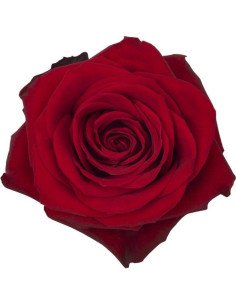 Freedom Red Roses 50 / 100 / 200  Stems 2