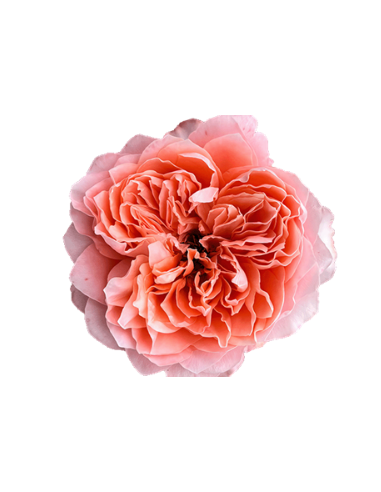 Garden Rose "tip-top" 50 stems 40cm (short) Garden Rose "tip-top" 50 stems 40cm (short)