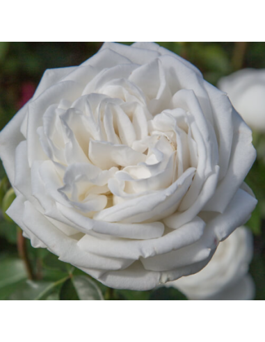 Garden Rose Blanc de blancs white 24 / 36 / 48 Stems Garden Rose Blanc de blancs white 24 / 36 / 48 Stems