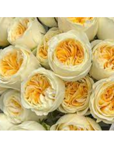 Garden Rose Buttercup 24 / 36 / 48 Stems Garden Rose Buttercup 24 / 36 / 48 Stems