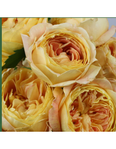 Garden Rose Caramel Antike 24 / 36 / 48 Stems Garden Rose Caramel Antike 24 / 36 / 48 Stems